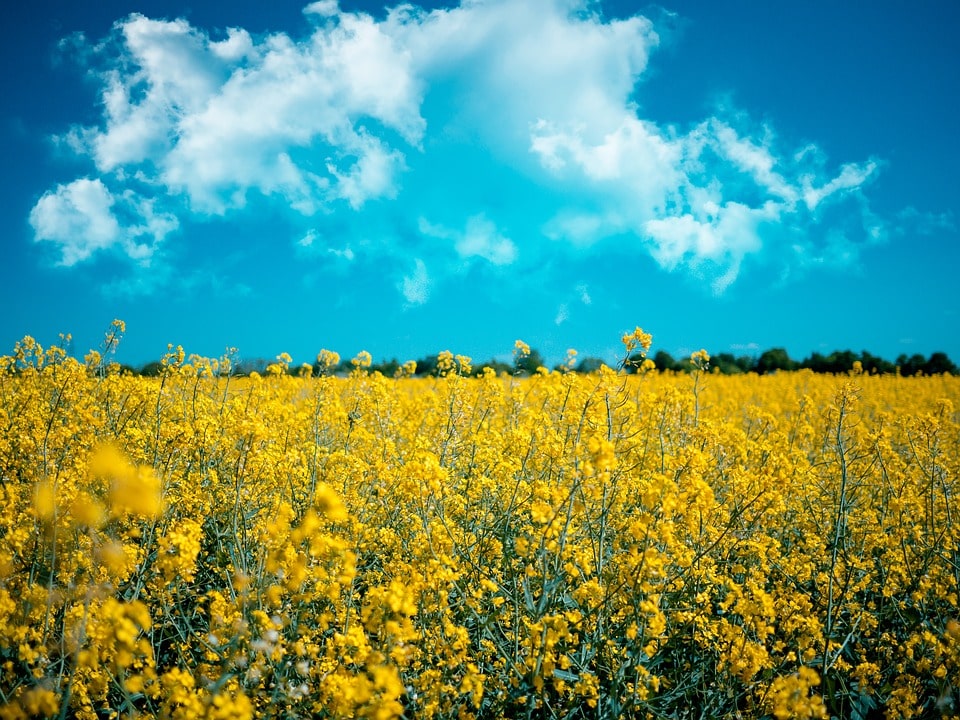 Biofuels