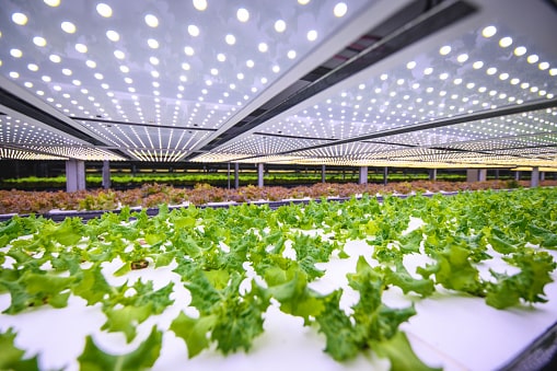 greenhouse